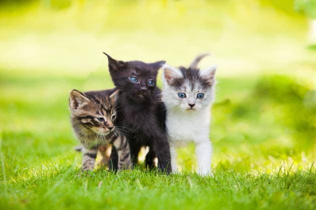 Three little kittens sitting on the grass Three little playful kittens sitting on the grass Copyright: xZoonar.com OksanaxShufrychx 15030045
