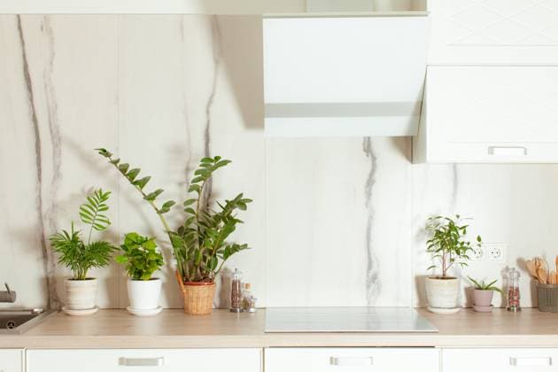 Home gardening. Green plants in a pots on a kitchen table. Home gardening. Green plants in a pots on a kitchen table. Palm tree, coffee plant, zamioculcas and aloe in pots over white wall. Kitchen interior. Copyright: xZoonar.com OksanaxShufrychx 15098706