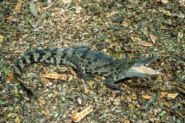 Siam-Krokodil (Crocodylus siamensis) Vom Aussterben bedroht, captive, The Madras Crocodile Bank Trust and Centre for Herpetology bei Chennai, Tamil Nadu, Südindien, Indien, Asien *** Siam Crocodile Crocodylus siamensis from Extinction threatened, captive, The Madras Crocodile Bank Trust and Centre for herpetology at Chennai, Tamil Nadu, South India, India, Asia Copyright: imageBROKER MuthuramanxV iblmuv08946234.jpg