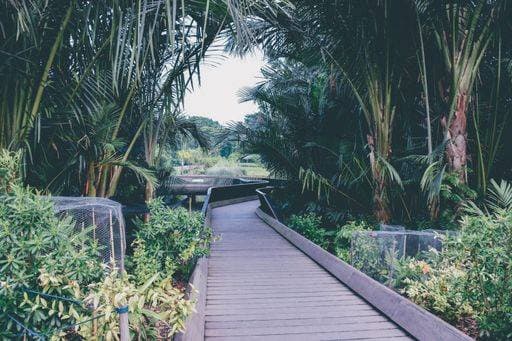 RECORD DATE NOT STATED A Boardwalk at the Singapore Botanic Gardens, Singapore *** einer Bretterbude im der Singapur Botanic Gardens, Singapur 9918404