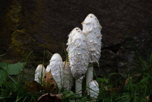 A close-up with a group of Coprinus comatus mushrooms, natura *** einer schließen Aufwärts mit einer Gruppe des Coprinus comatus mushrooms, natura 9919303 RECORD DATE NOT STATED