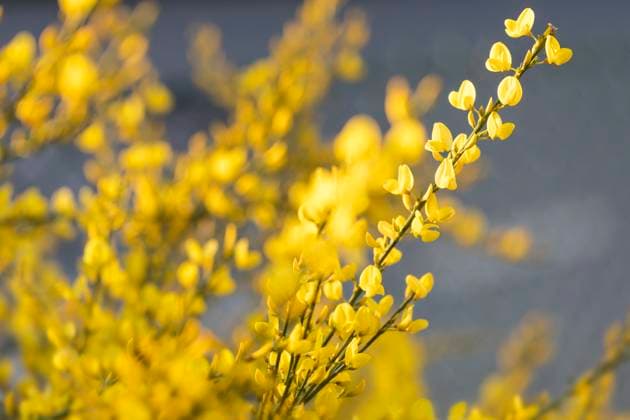 Blühender Ginster (Genista) im Garten, Nahaufnahme Blühender Ginster (Genista) im Garten, Nahaufnahme Copyright: xZoonar.com HaraldxBiebelx 15412697