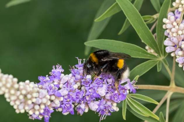 Dunkle Erdhummel (Bombus terrestris) Dunkle Erdhummel (Bombus terrestris) auf Mönchspfeffer, Vitex agnus-castus - Bombus terrestris, Buff-tailed bumblebee, Large earth bumblebee on Vitex agnus-castus, Chaste tree, Chasteberry, Abraham s Balm, Monk s pepper Copyright: xZoonar.com LotharxHinzx 6835734