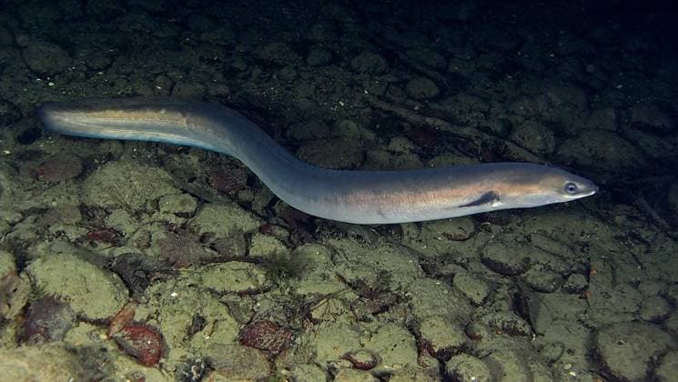 Europäischer Aal (Anguilla anguilla) bei Nacht, Tauchplatz Zollbrücke, Rheinau, Rhein, Hochrhein, Schweiz, Deutschland, Europa *** European Eel Anguilla Anguilla at Night, Dive site Toll bridge, Rheinau, Rhine, High Rhine, Switzerland, Germany, Europe Copyright: imageBROKER RolfxvonxRiedmatten ibxrvo09338859.jpg