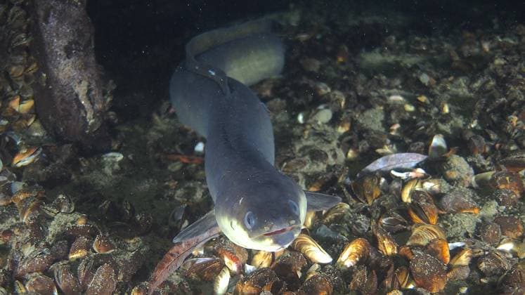 Portrait von Europäischer Aal (Anguilla anguilla) bei Nacht, Tauchplatz Zollbrücke, Rheinau, Rhein, Hochrhein, Schweiz, Deutschland, Europa *** Portrait from European Eel Anguilla Anguilla at Night, Dive site Toll bridge, Rheinau, Rhine, High Rhine, Switzerland, Germany, Europe Copyright: imageBROKER RolfxvonxRiedmatten ibxrvo09338860.jpg
