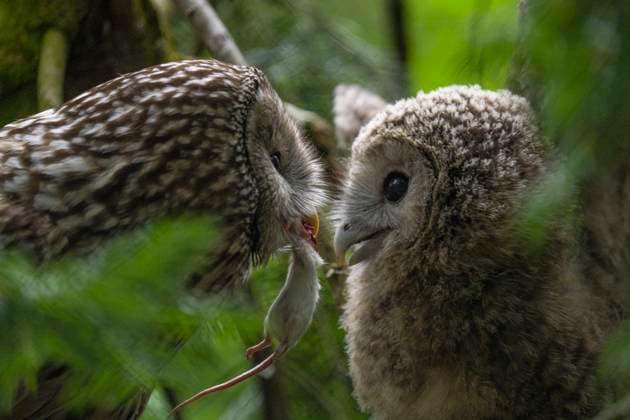 Ein Habichtskauz (Strix uralensis)beim Füttern des Nachwuchses mit einer Maus im Tierpark Berlin-Friedrichsfelde. *** A Northern Hawk Owl Strix uralensis feeding its offspring with a mouse in Berlin Friedrichsfelde Zoo