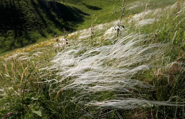 Russia Blooming Season 8461676 16.06.2023 Feathergrass grows in a dry meadow in Balakhtinsky District, Krasnoyarsk Region, Russia. Ilya Naymushin Sputnik Krasnoyarsk region Russia  Copyright: xIlyaxNaymushinx