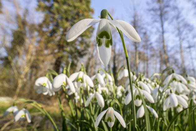  Gewöhnliche Schneeglöckchen (Galanthus nivalis) (Chianthemum nivale) weiße Blumen, die im Winter im Wald blühen *** usual Snowdrops Galanthus nivalis Chianthemum nivale Whites Flowers, the at Winter at Forest bloom Copyright: imageBROKER/alimdix/xArterra ibltsm09352086.jpg