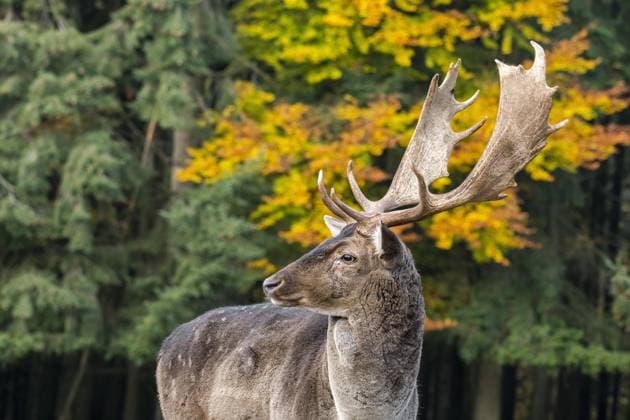 Nahaufnahme eines Damhirsch (Dama dama), Männchen mit großem Geweih im Herbstwald *** Close-up one Fallow deer Dama Dama , Male with big Antlers at Autumn forest Copyright: imageBROKER alimdix xArterra ibltsm09352316.jpg