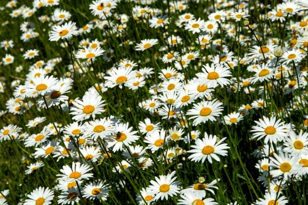  Feld der Gänseblümchen *** Field the Daisies Copyright: imageBROKER/BernardxJaubert ibxbja09347121.jpg