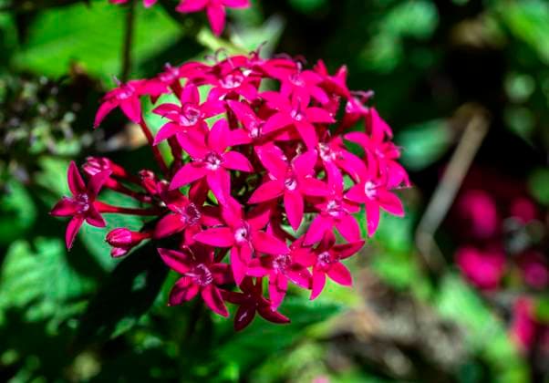 June 10, 2023, Sydney, New South Wales, Australia: Pentas lanceolata Hybrids at Royal Botanic Garden in Sydney, New South Wales, Australia. This plant attracts butterflies and hummingbirds and make good cut flowers, use for beds, borders, pots, and baskets. Sydney Australia - ZUMAm34_ 20230610_znp_m34_022 Copyright: xTaraxMalhotrax