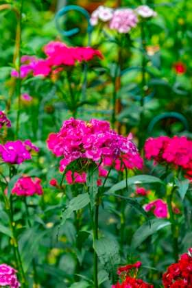  Kartäusernelken, Steinnelken (Dianthus carthusianorum), verschiedene Farben, Neunkirchen, Niederösterreich, Österreich, Europa *** Carthusian carnations, Stein carnations Dianthus carthusianorum , Miscellaneous Colors, Neunkirchen, Lower Austria, Austria, Europe Copyright: imageBROKER/LucasxSeebacher ibxlse09356544.jpg RECORD DATE NOT STATED
