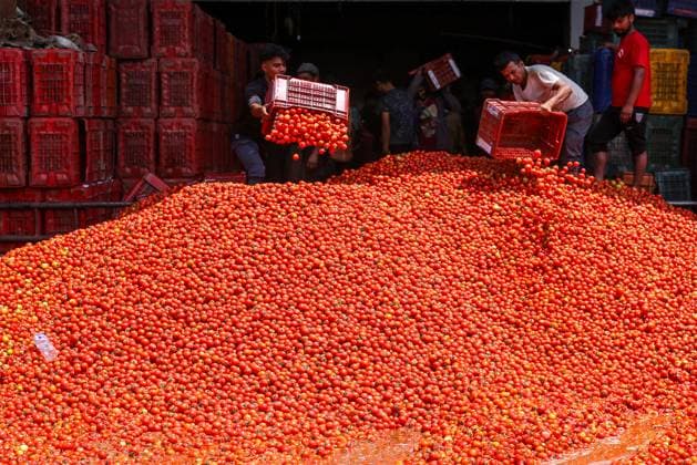 Bilder des Jahres 2023, News June 06 News Themen der Woche KW24 News Bilder des Tages Farmers Protest In Nepal Workers at a local agricultural market dump tomatoes onto the dumping yards in Kathmandu on 18 June, 2023. The farmers protested against the low price and apathy of government towards local products and promote the imported agricultural produces. Kathmandu Nepal  Copyright: xSanjitxPariyarx originalFilename: pariyar-notitle230618_npbIk.jpg