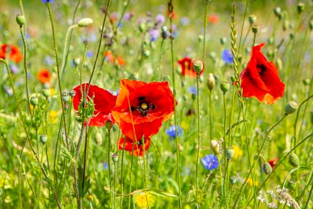Creative Highlights World Mohnblumen und Kornblumen sind an der Küste in der Nähe von Ouddorp ( Zeeland Niederlande ) zu sehen. Mohnblumen *** Poppies and cornflowers are seen on the coast near Ouddorp Zeeland Netherlands poppies
