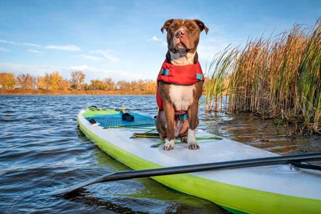pit bull dog on stand up paddleboard Pit bull terrier dog in a life jacket on an inflatable stand up paddleboard, fall in northern Colorado, travel and vacation with your pet concept Copyright: xZoonar.com MarekxUliaszx 16217561