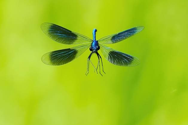 Gebänderte Prachtlibelle (calopteryx splendens), Männchen, fliegend, Frontalaufnahme, Hessen, Deutsc hland *** Banded Splendid dragonfly Calopteryx splendens , Male, flying, Frontal shot, Hesse, deutsc hland Copyright: imageBROKER WilfriedxMartin ibxwma09326879.jpg