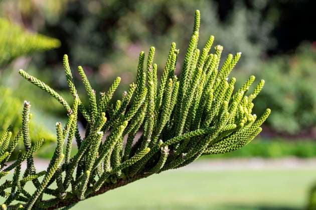 June 10, 2023, Sydney, New South Wales, Australia: Araucaria columnaris at Royal Botanic Garden in Sydney, New South Wales, Australia. Araucaria columnaris, known as the Cook pine or CookÃ¢â‚¬â ¢s pine, is a medium evergreen tree. It has dense foliage. Sydney Australia - ZUMAm34_ 20230610_znp_m34_051 Copyright: xTaraxMalhotrax