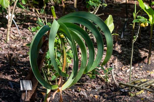 June 10, 2023, Sydney, New South Wales, Australia: Leaves of Blue Amaryllis Worsleya procera at Royal Botanic Garden in Sydney, New South Wales, Australia. Sydney Australia - ZUMAm34_ 20230610_znp_m34_071 Copyright: xTaraxMalhotrax