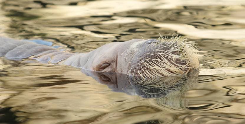 Creative Highlights World Ein Walross schwimmt im Tierpark Hagenbeck im Becken entlang. Stellingen Hamburg *** A walrus swims in the pool at Hagenbeck Zoo along Stellingen Hamburg