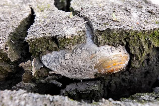 Creative Highlights World Symbolbild zum Thema starke Trockenheit Eine Teichmuschel ist zwischen tiefen Rissen in dem Boden eines ausgetrockneten Teichs zu sehen. Der Lottbeker Teich, der auf der Grenze von Hamburg nach Schleswig-Holstein liegt, ist nach einer Hitzeperiode trocken gefallen. Tausende Fische, Kaulquappen und Teichmuscheln sind dabei verendet. Ammersbek Schleswig-Holstein Deutschland *** Symbolic image on the subject of severe drought A pond shell can be seen between deep cracks in the bottom of a dried-up pond The Lottbek pond, which lies on the border between Hamburg and Schleswig Holstein, went dry after a hot spell Thousands of fish, tadpoles and pond shells died as a result Ammersbek Schleswig Holstein Germany