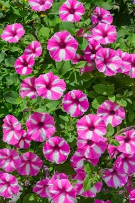  Petunien (Petunia), Surfinien, Allgäu, Bayern, Deutschland, Europa *** Petunias Petunia , Surfinias, Allgäu, Bavaria, Germany, Europe Copyright: imageBROKER/ManfredxBail ibxabc09358601.jpg