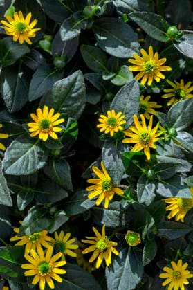  Husarenknöpfchen (Sanvitalia procumbens), Allgäu, Bayern, Deutschland, Europa *** Husarenknöpfchen Sanvitalia procumbens , Allgäu, Bavaria, Germany, Europe Copyright: imageBROKER/ManfredxBail ibxabc09358602.jpg