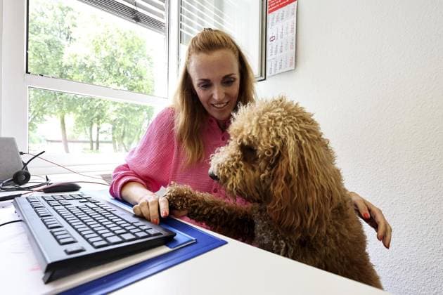 IMAGO Creative, Health, Hunde im Büro reduzieren Stress Tag des Bürohundes in Herne *** NUR FÜR REDAKTIONELLE ZWECKE *** EDITORIAL USE ONLY ***<p>Stephanie Wallek (Stadtwerke) und ihr Double Doodle Hund Coco am 21. Juni 2023 bei den Stadtwerken Herne in Herne. Deutschland NRW Herne Copyright: ChristofxKöpsel *** Day of the office dog in Herne FOR EDITORIAL PURPOSES ONLY EDITORIAL USE ONLY p Stephanie Wallek Stadtwerke and her Double Doodle dog Coco on 21 June 2023 at the Stadtwerke Herne in Herne Germany NRW Herne Copyright ChristofxKöpsel Copyright: ChristofxKöpsel doc7qqobk7jl2g127dyy5y4 ,EDITORIAL USE ONLY