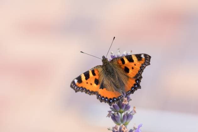 Small tortoiseshell butterfly on lavender Small beautiful butterfly tortoiseshell (Aglais urticae) on lavender. Europe, Czech Republic wildlife Copyright: xZoonar.com ArtushxFotox 15997564