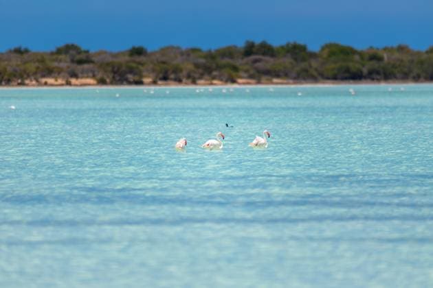 Creative Highlights World Greater flamingo, Phoenicopterus roseus, Tsimanampetsotsa Nature Reserve, Madagascar Greater flamingo (Phoenicopterus roseus), pink beautiful bird, most widespread and largest species of the flamingo family, Tsimanampetsotsa Nature Reserve, Madagascar wildlife animal Copyright: xZoonar.com www.artushfoto.eux 19677113