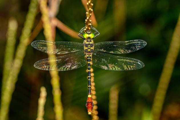Phyllomacromia trifasciata, Ranomafana national park, Madagascar wildlife animal Phyllomacromia trifasciata, large genus of dragonfly in the family Macromiidae. Ranomafana national park, Madagascar wildlife animal Copyright: xZoonar.com www.artushfoto.eux 19993247