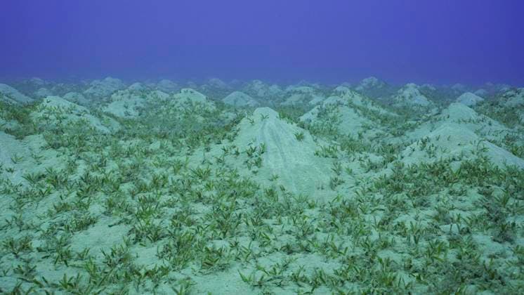  Seegraswiese auf hügeligem Sandboden. Sandige Hügel auf dem Meeresboden, bedeckt mit Glattem Seegras (Cymodocea rotundata) auf Seegraswiese, Rotes Meer, Ägypten, Afrika *** Seegraswiese at hilly Sandy soil Sandy Hill at the Seabed, covered with smooth Seagrass Cymodocea rotundata at Seagrass meadow, Red Sea, Egypt, Africa Copyright: imageBROKER/AndreyxNekrasov ibxaaa09360817.jpg