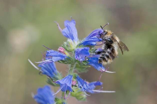 Waldhummel (Bombus sylvarum) an Natternkopf (Echium vulgare), Emsland, Niedersachsen, Deutschland, Europa *** Forest Hummel Bombus sylvarum to Viper s Head Echium vulgare , Emsland, Lower Saxony, Germany, Europe Copyright: imageBROKER ErhardxNerger ibxenh09368240.jpg