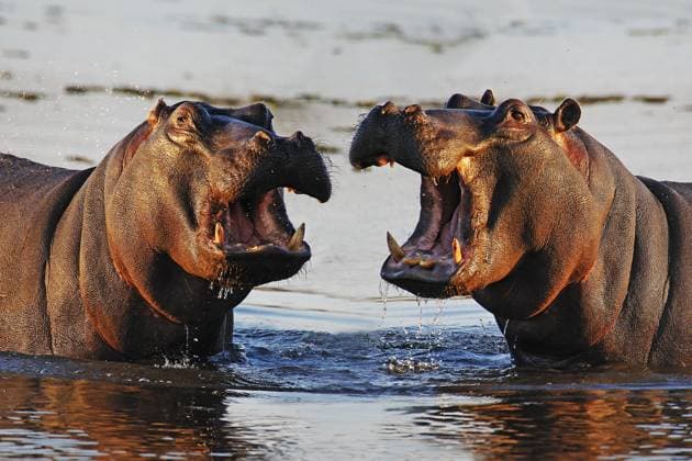 Nilpferd (hippopotamus amphibius), adult mit weit geöffnetem Maul, Bedrohungsanzeige, Khwai River, Moremi Reserve, Okavango Delta in Botswana *** Nilpferd Hippopotamus amphibius , Adult with far open Mouth, Threat Indication, Khwai River, Moremi Reserve, Okavango Delta in Botswana Copyright: imageBROKER LaczxGerard ibxlag09364660.jpg
