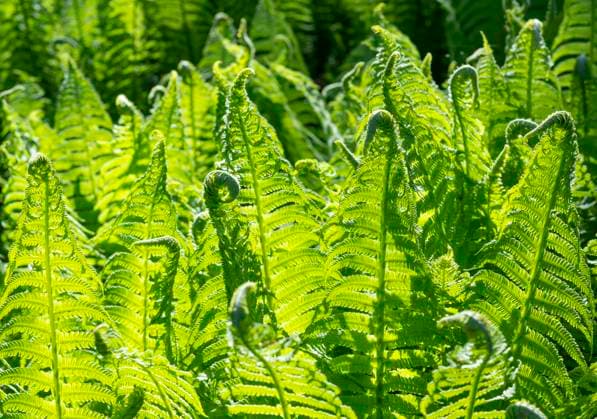 Echter Wurmfarn (Dryopteris filix-mas), Farnwedel, Niedersachsen, Deutschland, Europa *** Real Wurmfarn Dryopteris Filix MAS , Fern frond, Lower Saxony, Germany, Europe Copyright: imageBROKER FrankxSommariva ibxfso09375662.jpg