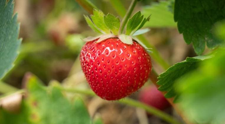 Eine Erdbeere hängt an einer Erdbeerplantage an einem Strauch. Rottweil Baden-Württemberg Deutschland *** A strawberry hangs on a bush at a strawberry plantation Rottweil Baden Württemberg Germany