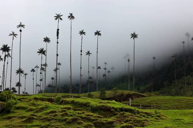 Creative Highlights World Republik Kolumbien, Colombia, In Nationalpark Los Nevados, Quindio-Wachspalme, Ceroxylon quindiuense, auch Quindiu-Wachspalme , Wachspalmen im Valle de Cocora, Departamento Quindio, Kolumbien