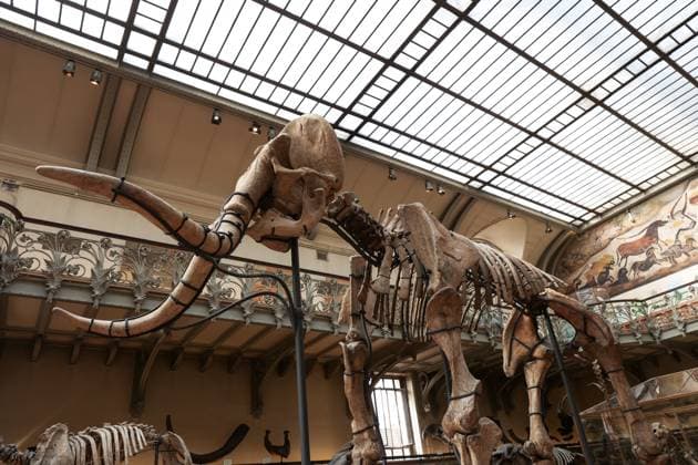 Restored Durfort Mammoth At National Museum Of Natural History - Paris Unveiling of the restored Durfort mammoth at the National Museum of Natural History in Paris. An emblematic figure in the Gallery of Paleontology and Comparative Anatomy of the Museum, where it has been presented for nearly 150 years, the skeleton of the Durfort mammoth is also the only French specimen mounted and exhibited, on June 27, 2023 in Paris. Photo by Christophe Michel ABACAPRESS.COM PARIS ILE DE FRANCE France  Copyright: xMichelxChristophe ABACAx 858586_004 MichelxChristophe ABACAx 858586_004