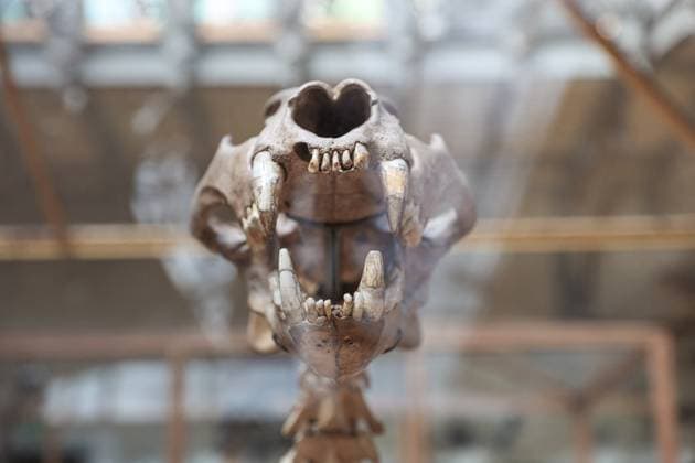 Restored Durfort Mammoth At National Museum Of Natural History - Paris Fossil of dinosaurs in the gallery of the museum of paelonthology. Unveiling of the restored Durfort mammoth at the National Museum of Natural History in Paris. An emblematic figure in the Gallery of Paleontology and Comparative Anatomy of the Museum, where it has been presented for nearly 150 years, the skeleton of the Durfort mammoth is also the only French specimen mounted and exhibited, on June 27, 2023 in Paris. Photo by Christophe Michel ABACAPRESS.COM PARIS ILE DE FRANCE France  Copyright: xMichelxChristophe ABACAx 858586_044 MichelxChristophe ABACAx 858586_044