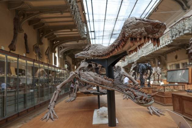 Restored Durfort Mammoth At National Museum Of Natural History - Paris Fossil of dinosaurs in the gallery of the museum of paelonthology. Unveiling of the restored Durfort mammoth at the National Museum of Natural History in Paris. An emblematic figure in the Gallery of Paleontology and Comparative Anatomy of the Museum, where it has been presented for nearly 150 years, the skeleton of the Durfort mammoth is also the only French specimen mounted and exhibited, on June 27, 2023 in Paris. Photo by Christophe Michel ABACAPRESS.COM PARIS ILE DE FRANCE France  Copyright: xMichelxChristophe ABACAx 858586_053 MichelxChristophe ABACAx 858586_053
