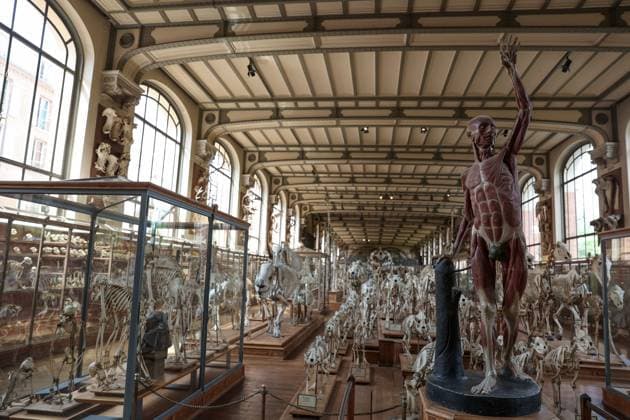 Restored Durfort Mammoth At National Museum Of Natural History - Paris Fossil of vertebrates in the gallery of the museum of paelonthology. Unveiling of the restored Durfort mammoth at the National Museum of Natural History in Paris. An emblematic figure in the Gallery of Paleontology and Comparative Anatomy of the Museum, where it has been presented for nearly 150 years, the skeleton of the Durfort mammoth is also the only French specimen mounted and exhibited, on June 27, 2023 in Paris. Photo by Christophe Michel ABACAPRESS.COM PARIS ILE DE FRANCE France  Copyright: xMichelxChristophe ABACAx 858586_059 MichelxChristophe ABACAx 858586_059