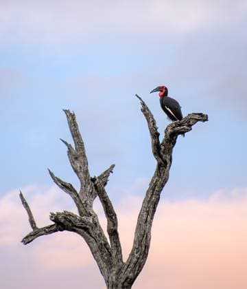 Creative Highlights World A ground hornbill, Bucorvus leadbeateri, sitting on a branch. Londolozi Wildlife Reserve,South Africa,A ground hornbill, Bucorvus leadbeateri, sitting on a branch.  A ground hornbill, Bucorvus leadbeateri, sitting on a branch.