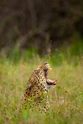Creative Highlights World A leopard, Panthera pardus, yawns, in long grass. Londolozi Wildlife Reserve,South Africa,A leopard, Panthera pardus, yawns, in long grass.  A leopard, Panthera pardus, yawns, in long grass.