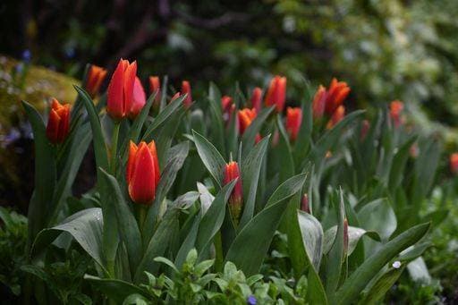 Vibrant orange tulips grown in the garden in spring *** lebhaft Orangefarbene Tulpen augewachsenes ÊIn der Garten ÊIn Fruehling 19194199 RECORD DATE NOT STATED