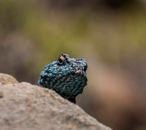 Creative Highlights World Gansbaai: Eidechse mit blauem Kopf. Eine Echse der Eidechsenart Südafrikanische Felsenagama (Agama atra) blickt von einem Felsen an der Walker Bay bei Gansbaai (Südafrika). Die Art ist im südlichen Afrika weit verbreitet. Die Männchen haben einen leuchtend blauen Kopf. Gansbaai Western Cape Südafrika *** Gansbaai lizard with blue head A lizard of the lizard species South African rock agama Agama atra looks from a rock at Walker Bay near Gansbaai South Africa The species is widespread in southern Africa The males have a bright blue head Gansbaai Western Cape South Africa