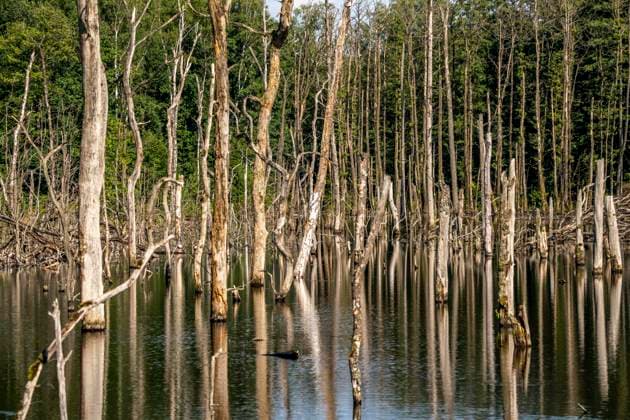 Creative Highlights World Der Pfingstsee in der Kirchheller Heide, in der Nähe des Heidhofs, im Naturschutzgebiet Kirchheller Heide, entstanden durch Bergsenkung, verursacht durch den Kohlebergbau, Bottrop, abgestorbenen Bäume, NRW, Deutschlad Kirchheller Heide *** The Pfingstsee in the Kirchheller Heide, near the Heidhof, in the nature reserve Kirchheller Heide, created by subsidence caused by coal mining, Bottrop, dead trees, NRW, Deutschlad Kirchheller Heide