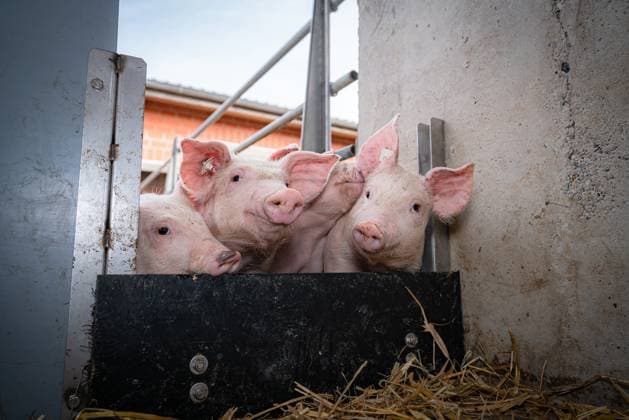 Tierwohl - Schweinehaltung, drei Ferkel im eingestreuten Aussenklimastall blicken neugierig durch eine Luke. Lustiges Ferkelfoto. Ferkel auf einem Bauernhof mit besonders hohen Tierwohl Standards. Hier haben die Tiere während der Mast nicht nur sehr viel Bewegungsfreiheit und Zugang zu sonnigen Aussenbereichen - sie können auch in einer mit Stroh eingestreuten Ruhezone relaxen oder sich mit organischen Materialien wie Grassilage oder Strohballen beschäftigen. Symbolfoto. Region Weser-Ems Niedersachsen Deutschland *** Animal welfare pig farming, three piglets in the littered outdoor climate stable look curiously through a hatch Funny piglet photo Piglets on a farm with particularly high animal welfare standards Here, the animals not only