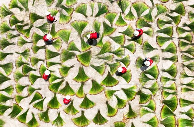 News Themen der Woche KW26 Bilder des Jahres 2023, News 06 Juni QIDONG, CHINA - JUNE 28: Aerial view of volunteers drying harvested common rush, or Juncus effusus, in the field on June 28, 2023 in Qidong County, Hengyang City, Hunan Province of China.  Copyright: xVCGx 111443378114