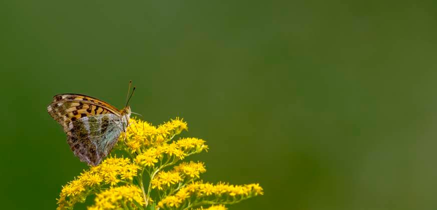 Kleiner Schmetterling sitzt auf einer Blüte vor grünem unscharfem Hintergrund mit Textfreiraum Kleiner Schmetterling sitzt auf einer Blüte vor grünem unscharfem Hintergrund mit Textfreiraum Copyright: xZoonar.com HJxJandax 14306999