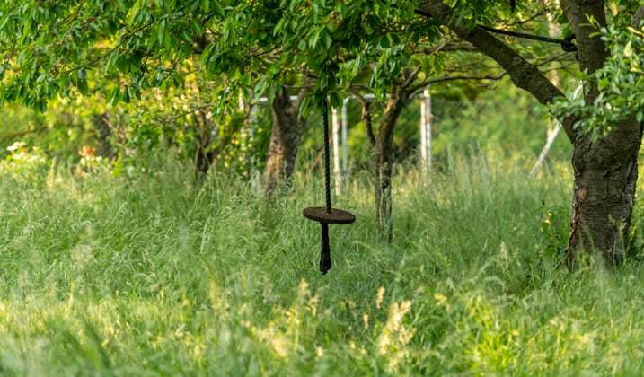 Schaukel aus einer Holzscheibe hängt an einem dicken Seil in einem verwilderten Garten Schaukel aus einer Holzscheibe hängt an einem dicken Seil in einem verwilderten Garten Copyright: xZoonar.com HJxJandax 15553413