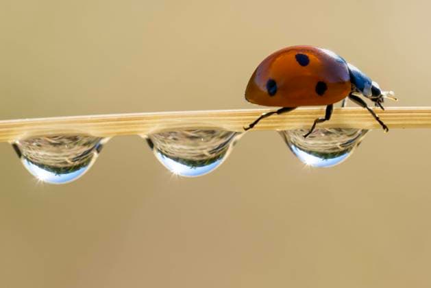 Entertainment Themen der Woch KW26 Bilder des Jahres 2023, Entertainment 06 Juni Entertainment Bilder des Tages June 29, 2023, Elkton, Oregon, USA: A ladybug climbs along a dewy stem of grass in a pasture on a sunny morning near Elkton in southwestern Oregon. Elkton USA - ZUMAl31_ 20230629_zaf_l31_002 Copyright: xRobinxLoznakx